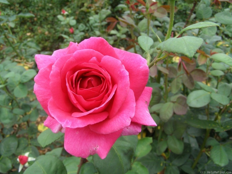 'Victor' rose photo