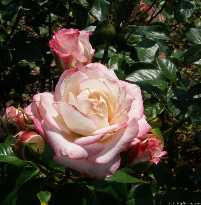 'LAMinuette' rose photo