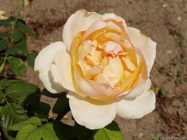 'Topaze Orientale' rose photo