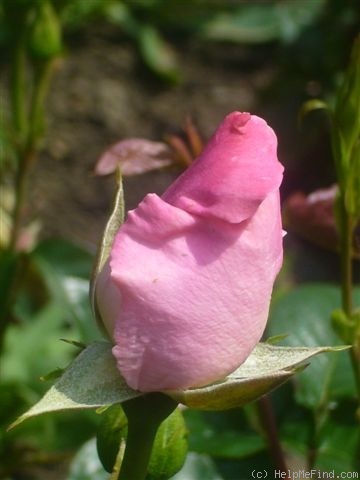 'Jardiniers du Paradis ®' rose photo