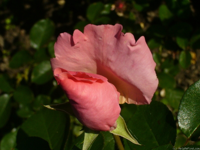 'Jardiniers du Paradis ®' rose photo