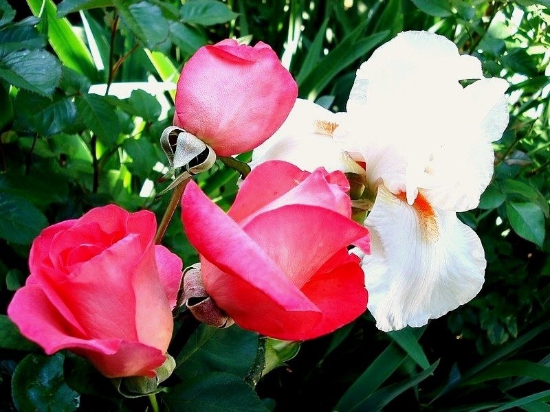 'Don Bosco (hybrid tea, Laperrière, 1989)' rose photo