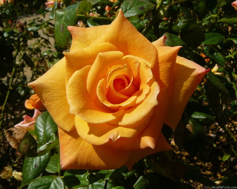 'Peacekeeper' rose photo