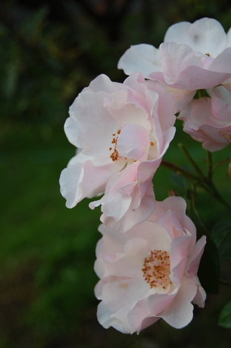 'Marie-Louise Drevon®' rose photo
