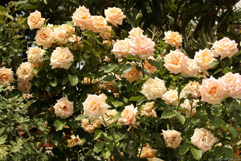 'Paul Ricard ' Rose Photo