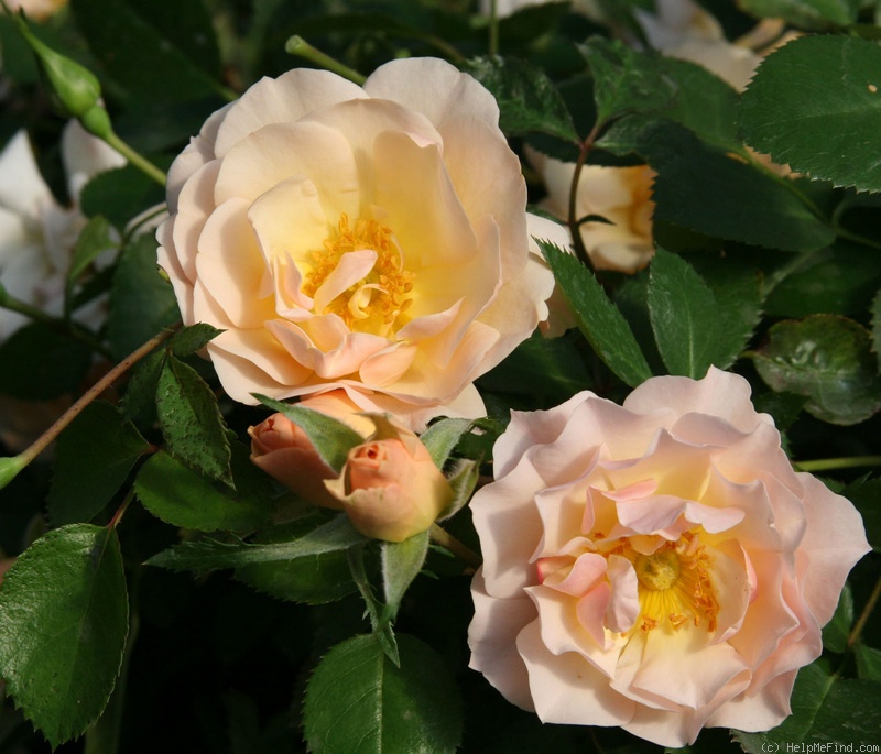 'Pretty Penny (Shrub, Clemmons before 2007)' rose photo