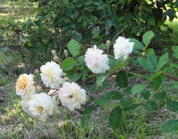 'Buff Beauty (Hybrid Musk, Bentall, 1939)' rose photo