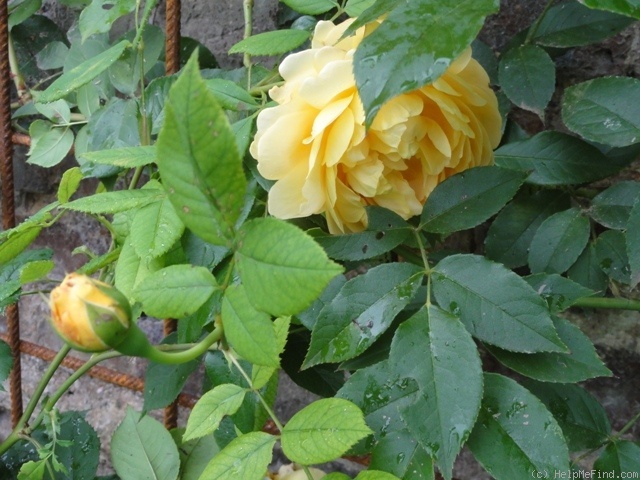 'Golden Celebration ™' rose photo