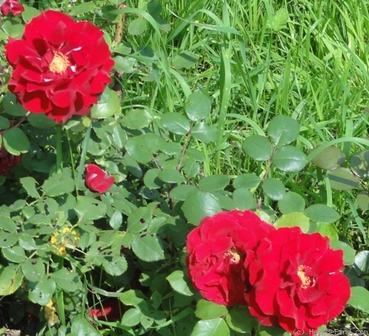'Red Abundance' rose photo