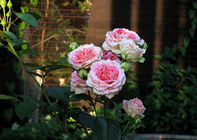'César ® (climber, Meilland, 1993)' rose photo