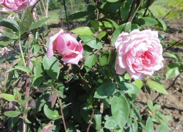'Morning Jewel' rose photo