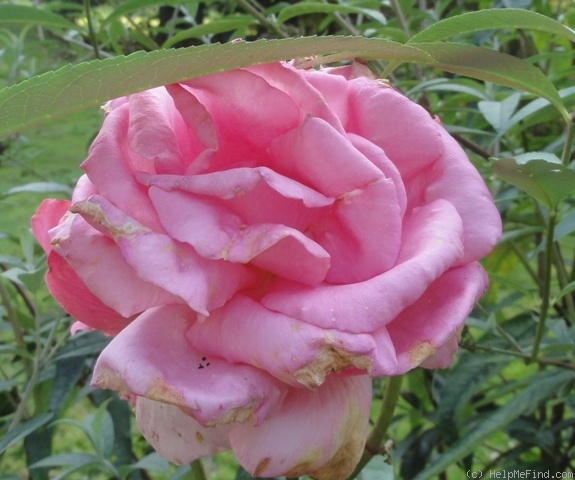 'Morning Jewel' rose photo