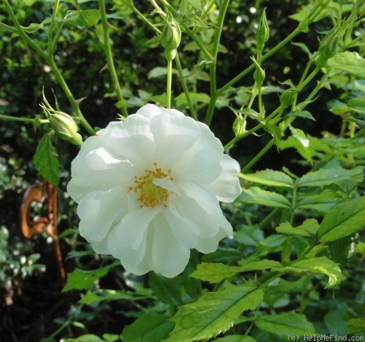 'Diamant® (shrub, Kordes, 2001)' rose photo