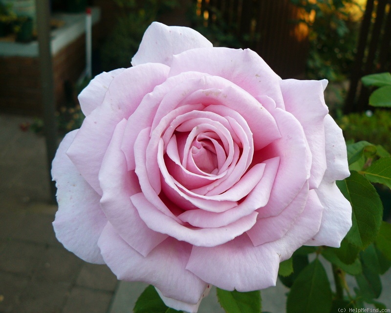 'The Children's Rose (hybrid tea, Meilland 1994)' rose photo
