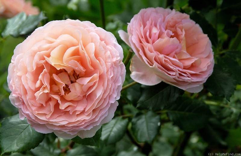 'Abraham Darby' rose photo