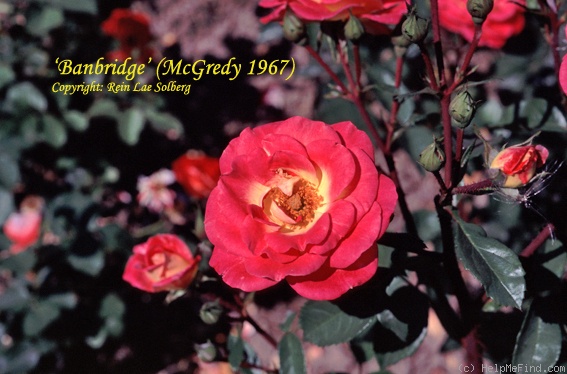 'Banbridge' rose photo