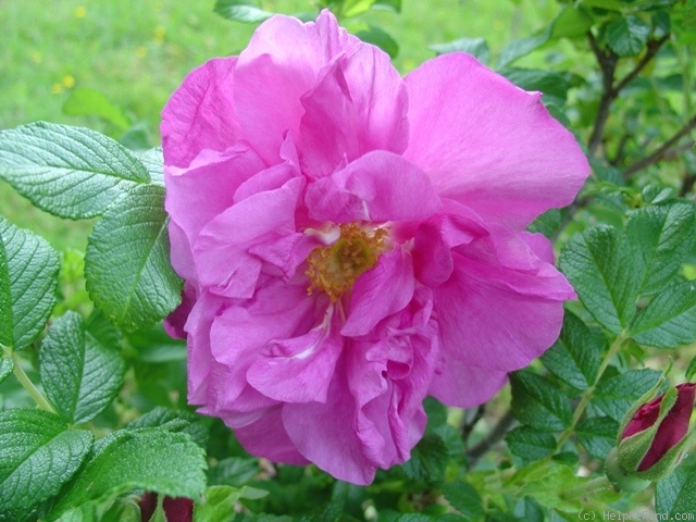 'Rugosa Magnifica' rose photo