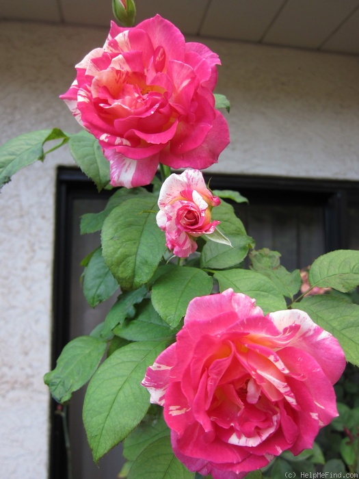 'Cabana ™ (hybrid tea, Zary, 2000)' rose photo