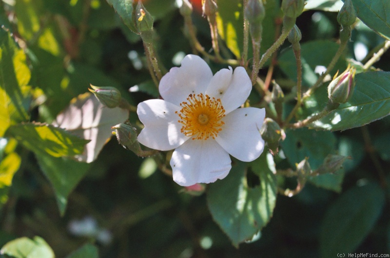 'Francis E. Lester (Hybrid Musk, Lester, 1946)' rose photo