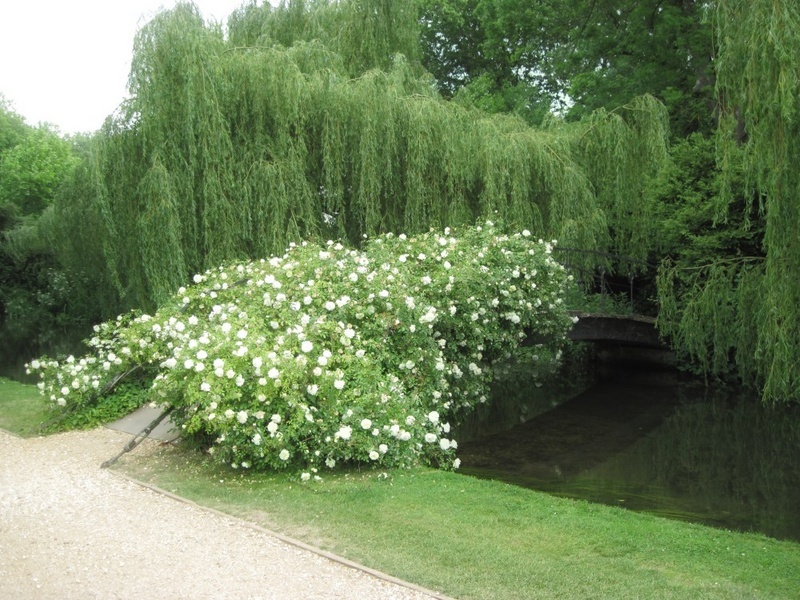 'Mottisfont Abbey'  photo