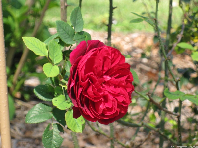 'L. D. Braithwaite' rose photo