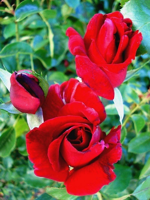 'Red Star ® (hybrid tea, Dickson, 1974)' rose photo