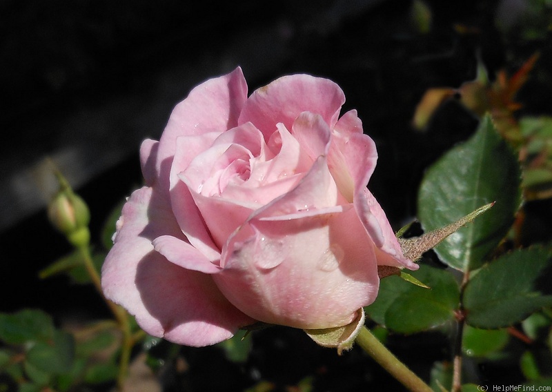 'Admirable (miniature, McCann 1991)' rose photo
