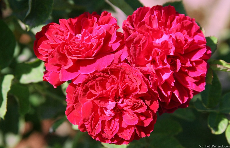 'Alfred Colomb (Hybrid Perpetual, Lacharme, 1865)' rose photo
