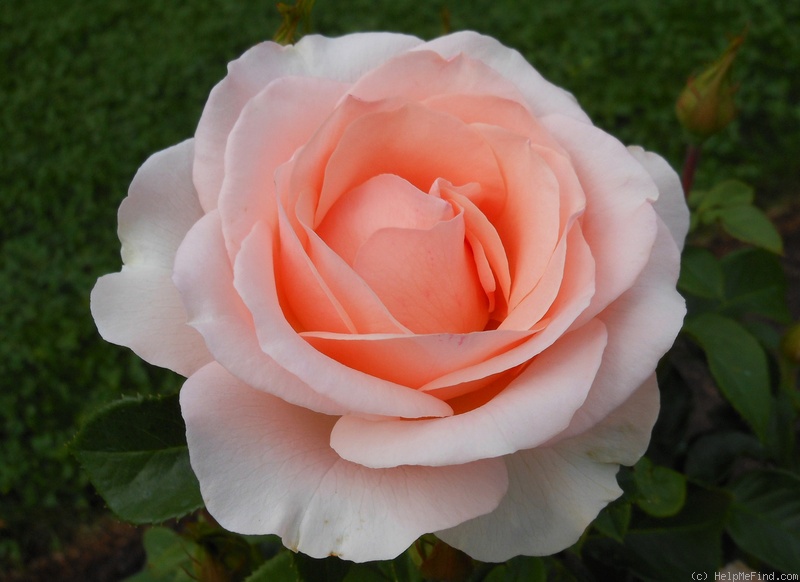 'Anne Hathaway' rose photo