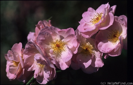 'Apple Blossom (rambler, Dawson, circa 1890)' rose photo