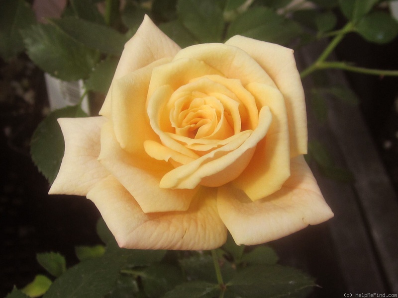 'Apricot Twist ™' rose photo