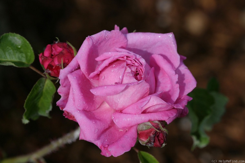 'Ardoisée de Lyon' rose photo