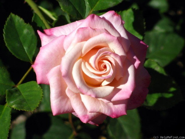 'Show Stopper™' rose, click to enlarge 'Show Stopper™' rose photo