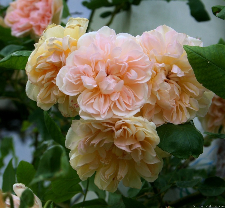 'Jaune Desprez' rose photo