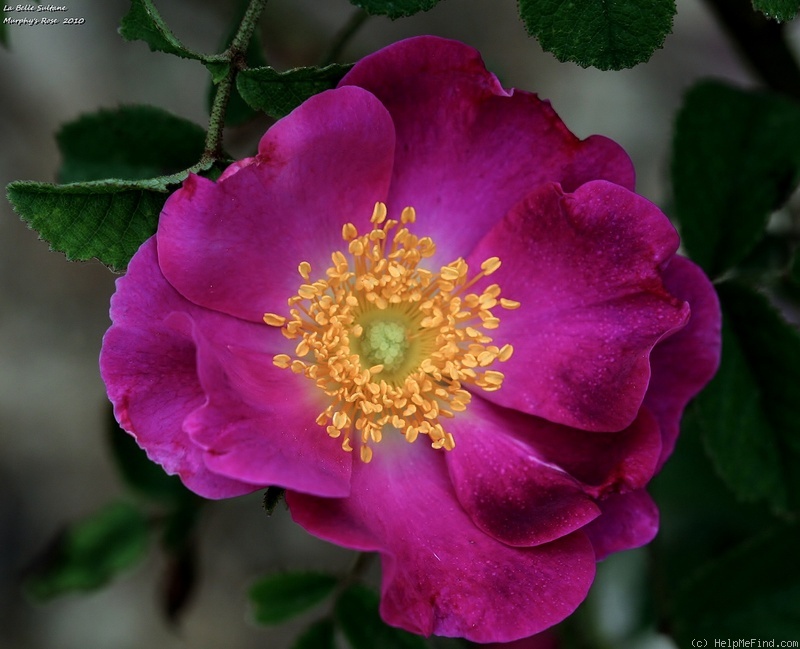 'La Belle Sultane' rose photo