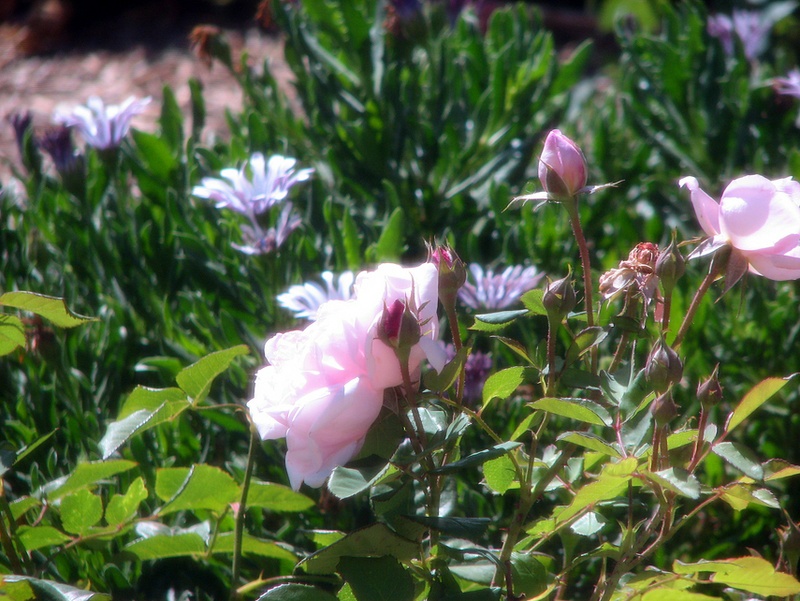 'Miss Nomer's Garden'  photo