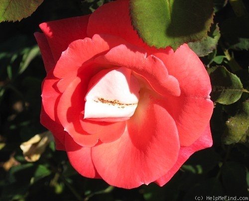 'Inner Wheel (floribunda, Fryer before 1979)' rose photo