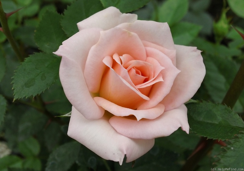 'Barbara Mandrell ™' rose photo