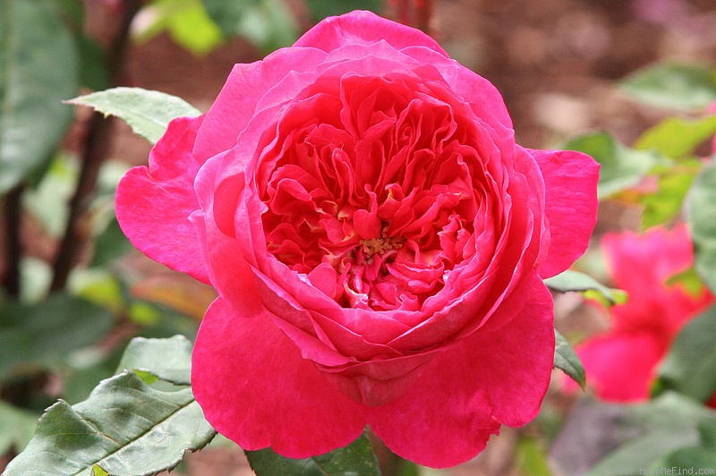 'Benjamin Britten' rose photo
