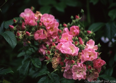 'Blush Rambler' rose photo