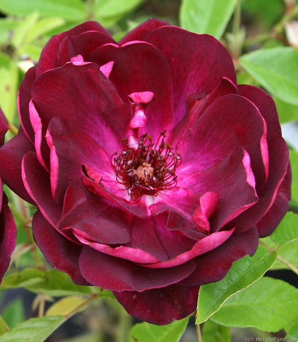'Burgundy Iceberg' rose photo