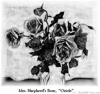 'The Oriole Rose' rose photo
