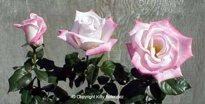 'Silverado (hybrid tea, Christensen, 1987)' rose photo