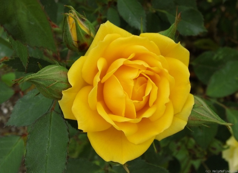 'Cal Poly ™' rose photo