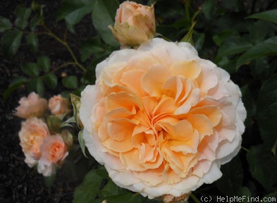 'Celtic Pride' rose photo