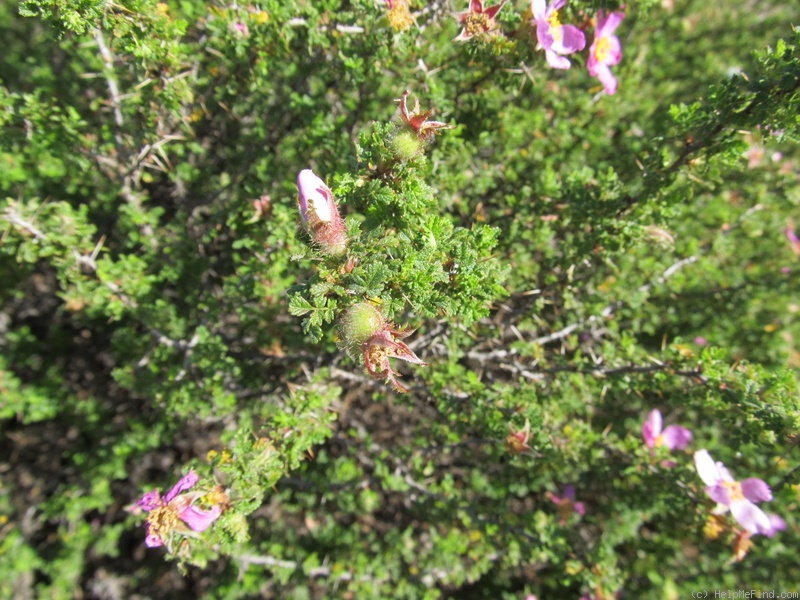 'R. minutifolia' rose photo