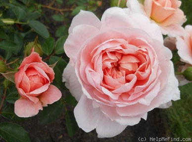'Colette ® (hybrid tea, Meilland 1994)' rose photo