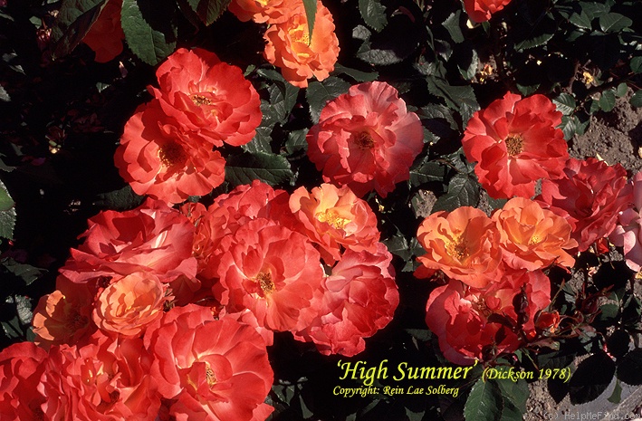 'High Summer' rose photo