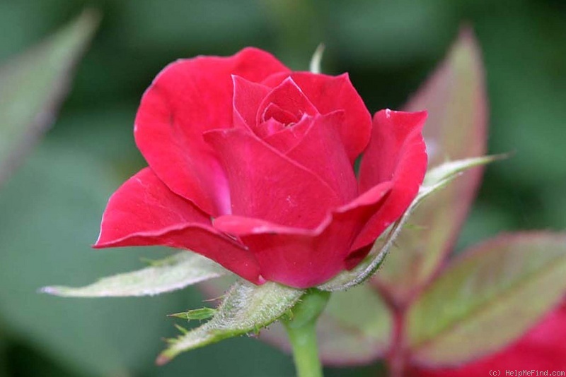 'Debidue ™' rose photo