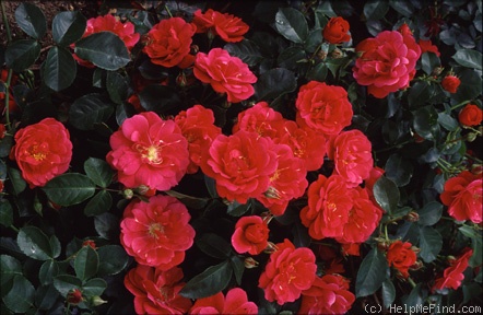 'Crimson Floorshow' rose photo
